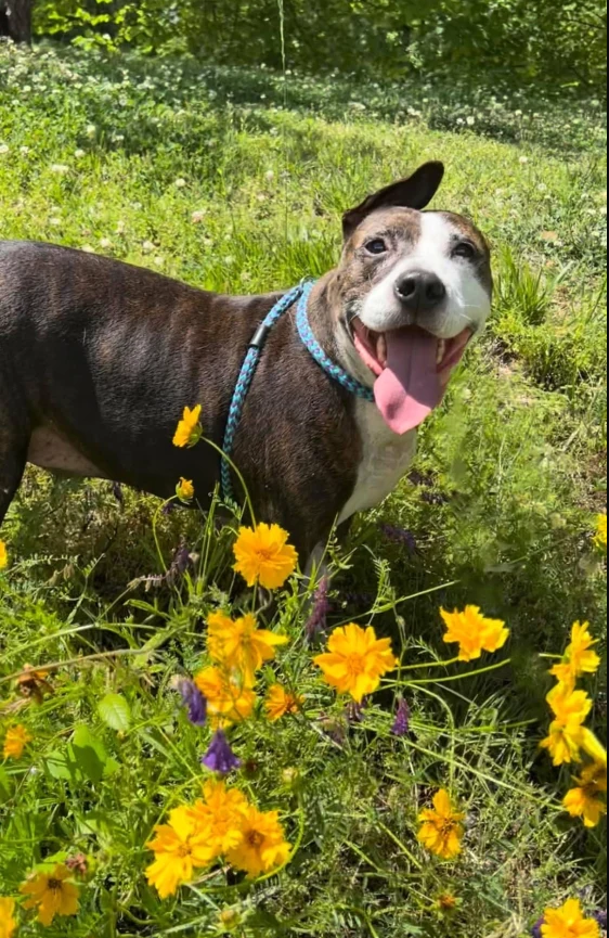 Van Gogh, the one-eared rescue pup