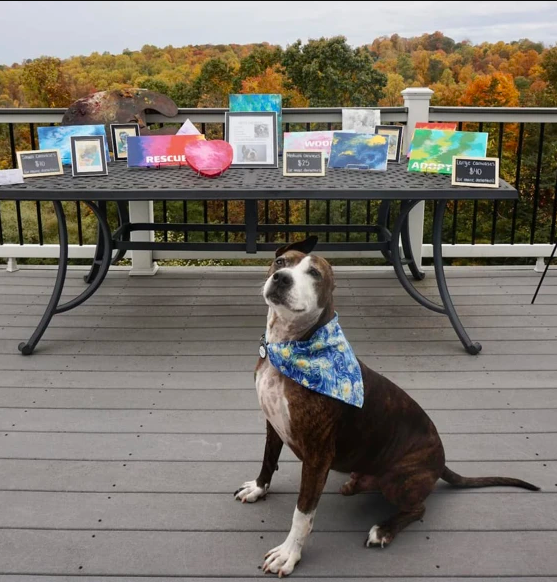 Van Gogh, the one-eared rescue pup